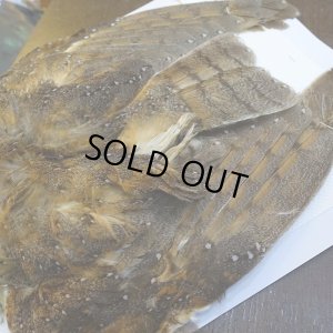 画像7: 【CANAL】BARN OWL コンプリート