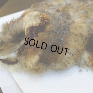 画像3: 【CANAL】BARN OWL コンプリート