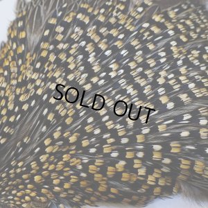 画像4: 【CANAL】ジャングルコック No.5