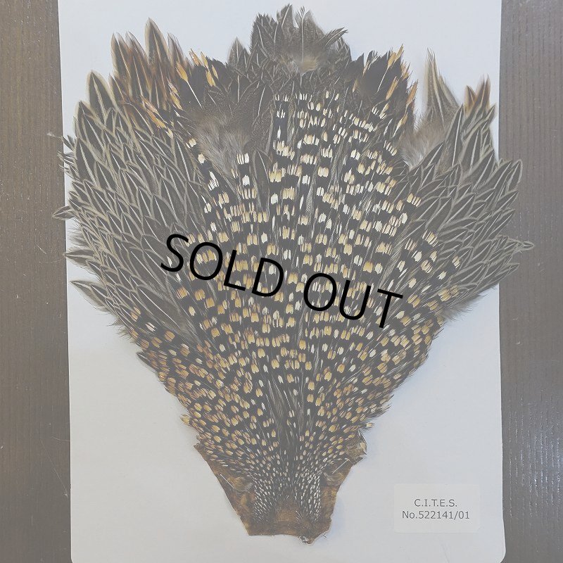 画像1: 【CANAL】ジャングルコック No.5 (1)