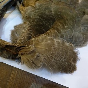 画像3: 【CANAL】HADADA IBIS