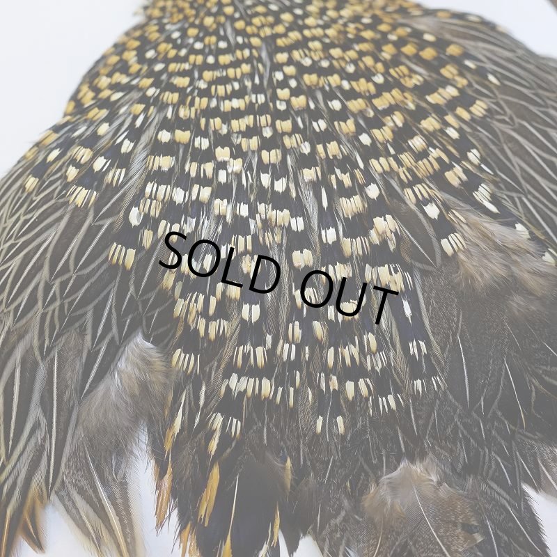 画像6: 【CANAL】ジャングルコック No.5 (6)