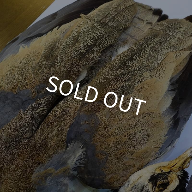 画像5: 【CANAL】LITTLE BUSTARD コンプリート (5)