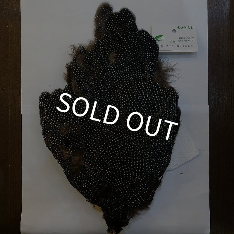 画像1: 【CANAL】Crested GUIDEA ボディ (1)