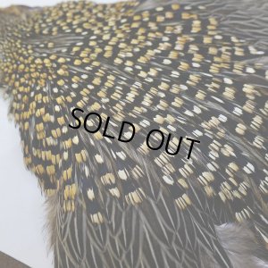 画像5: 【CANAL】ジャングルコック No.5