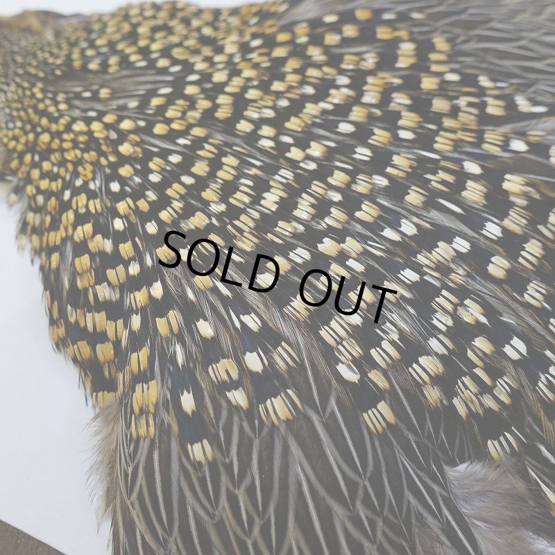 画像5: 【CANAL】ジャングルコック No.5 (5)