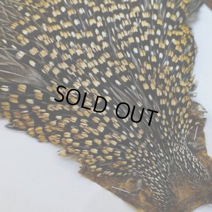 画像2: 【CANAL】ジャングルコック No.5