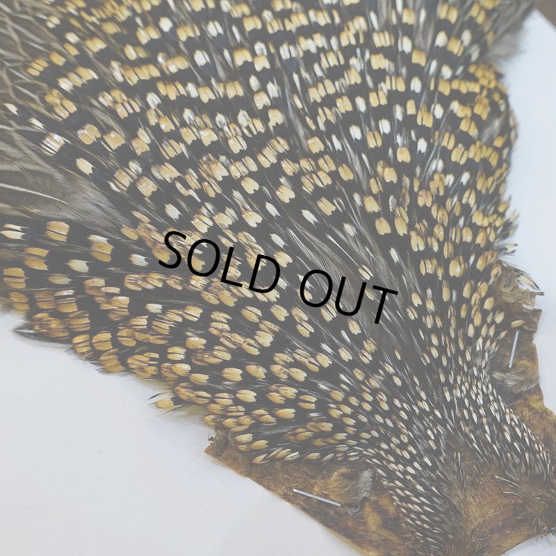 画像2: 【CANAL】ジャングルコック No.5 (2)