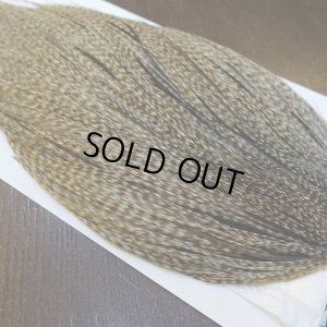 画像4: 【WHITING】Hebert ROOSTER CAPE Silver grade - DUN GRIZZLY No.1