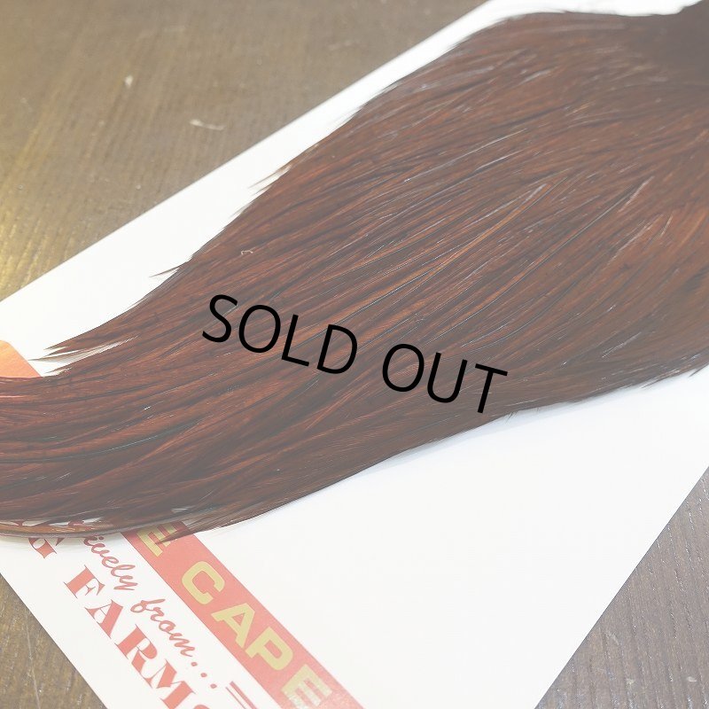 画像5: 【WHITING】ROOSTER Cape Pro Grade - DYED COACHMAN BROWN No.3 (5)