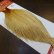 画像2: 【WHITING】ROOSTER Cape Pro Grade - Light Ginger No.2 (2)