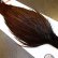 画像4: 【Whiting】ROOSTER CAPE Bronze Grade - DYED COACHMAN BROWN No.1 (4)