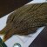 画像3: 【WHITING】Hebert ROOSTER CAPE PRO Grade - DUN GRIZZLY No.3 (3)