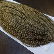 画像4: 【WHITING】Hebert ROOSTER CAPE PRO Grade - DUN GRIZZLY No.3 (4)