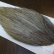 画像4: 【WHITING】Hebert ROOSTER CAPE Bronze Grade - LIGHT GREY DUN No.1 (4)