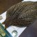 画像3: 【WHITING】Hebert ROOSTER CAPE Bronze Grade - DUN GRIZZLY No.2 (3)