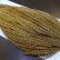 画像4: 【WHITING】Hebert ROOSTER CAPE Bronze Grade - BARRED MEDIUM GINGER No.2 (4)