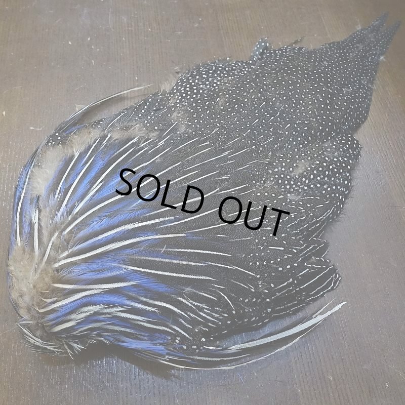 画像5: 【CANAL】VULTURINE GUINEA ボディ No.1 (5)