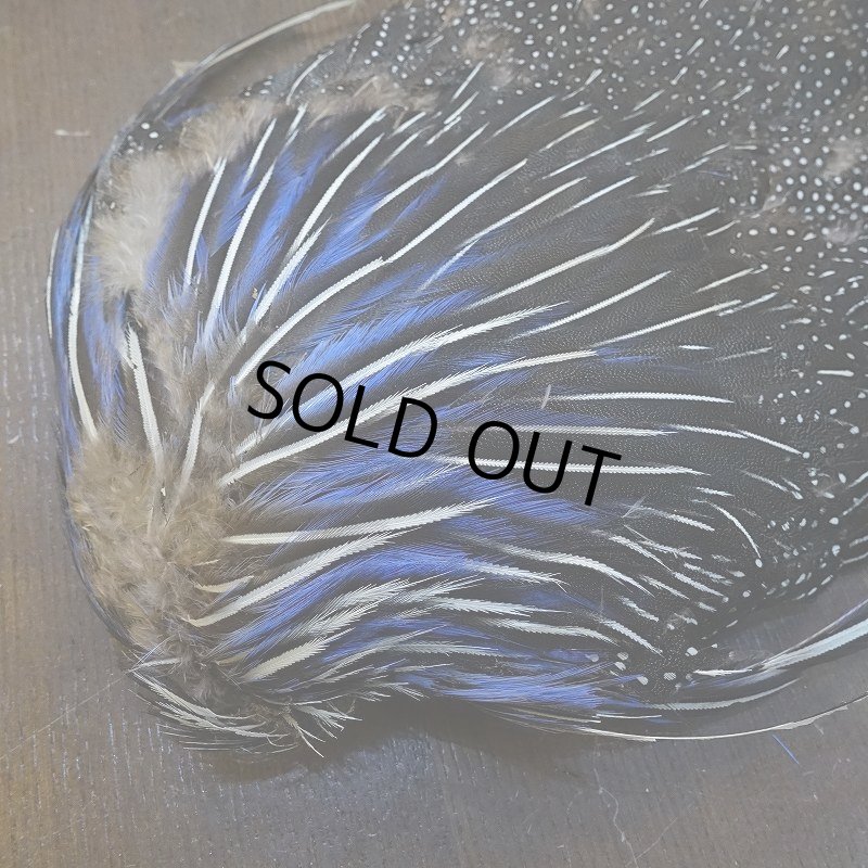 画像4: 【CANAL】VULTURINE GUINEA ボディ No.1 (4)