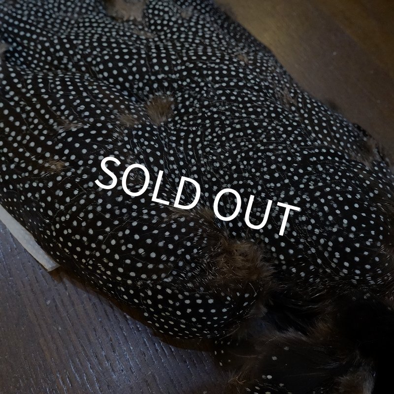 画像5: 【CANAL】Crested GUIDEA ボディ No.1 (5)