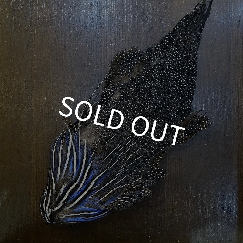 画像1: 【CANAL】VULTURINE GUINEA ボディ No.2 (1)