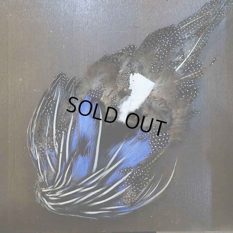 画像2: 【CANAL】VULTURINE GUINEA ボディ No.1 (2)