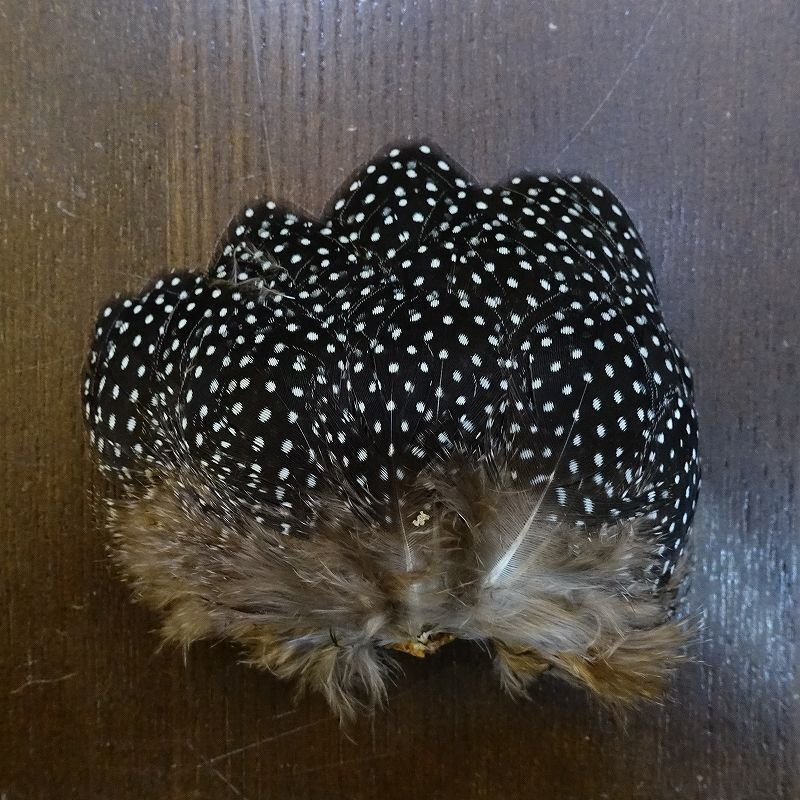 画像1: 【CANAL】Crested GUIDEA フェザー (1)