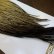 画像2: 【Whiting】HERITAGE ROOSTER CAPE PRO GRADE No.12