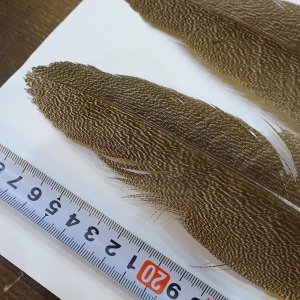 画像2: 【CANAL】Kori Bustard Sサイズ(スペックルドバスタード) No.1