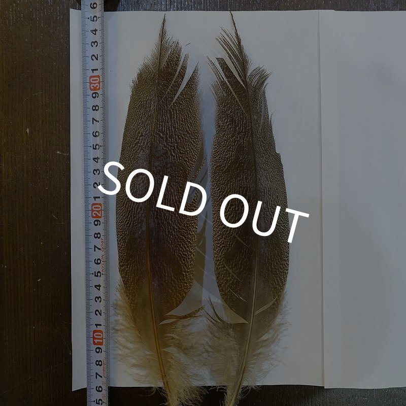 画像1: 【CANAL】Kori Bustard Sサイズ(スペックルドバスタード) No.3 (1)