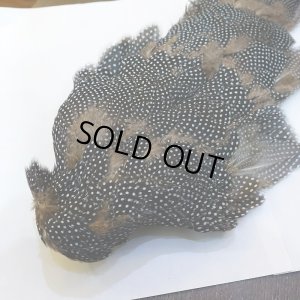 画像7: 【CANAL】Crested GUIDEA ボディ No.2