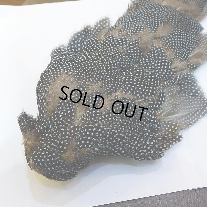 画像7: 【CANAL】Crested GUIDEA ボディ No.2 (7)