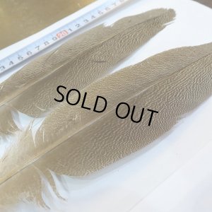 画像4: 【CANAL】Kori Bustard Sサイズ(スペックルドバスタード) No.2