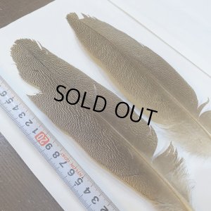 画像2: 【CANAL】Kori Bustard Sサイズ(スペックルドバスタード) No.2