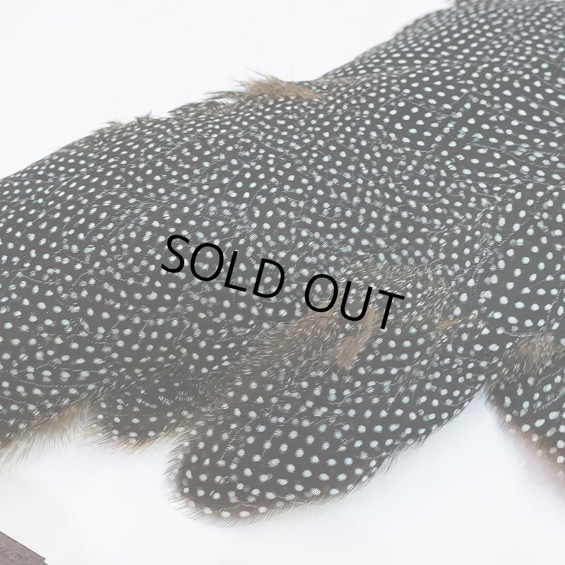 画像5: 【CANAL】Crested GUIDEA ボディ No.2 (5)