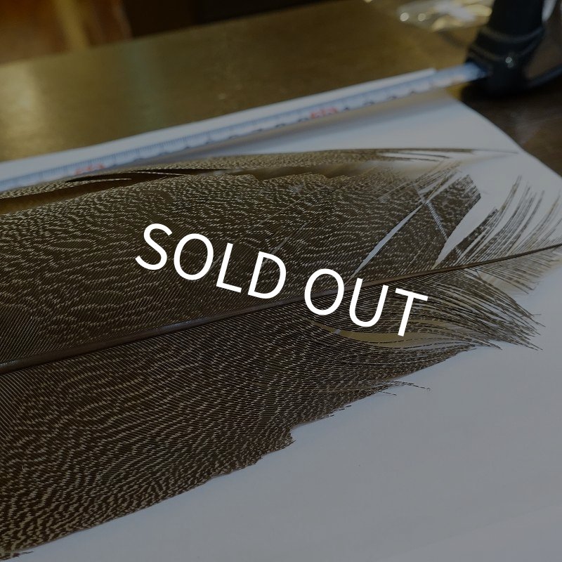 画像5: 【CANAL】Kori Bustard Sサイズ(スペックルドバスタード) No.3 (5)