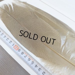 画像2: 【CANAL】Kori Bustard Sサイズ(スペックルドバスタード) No.3