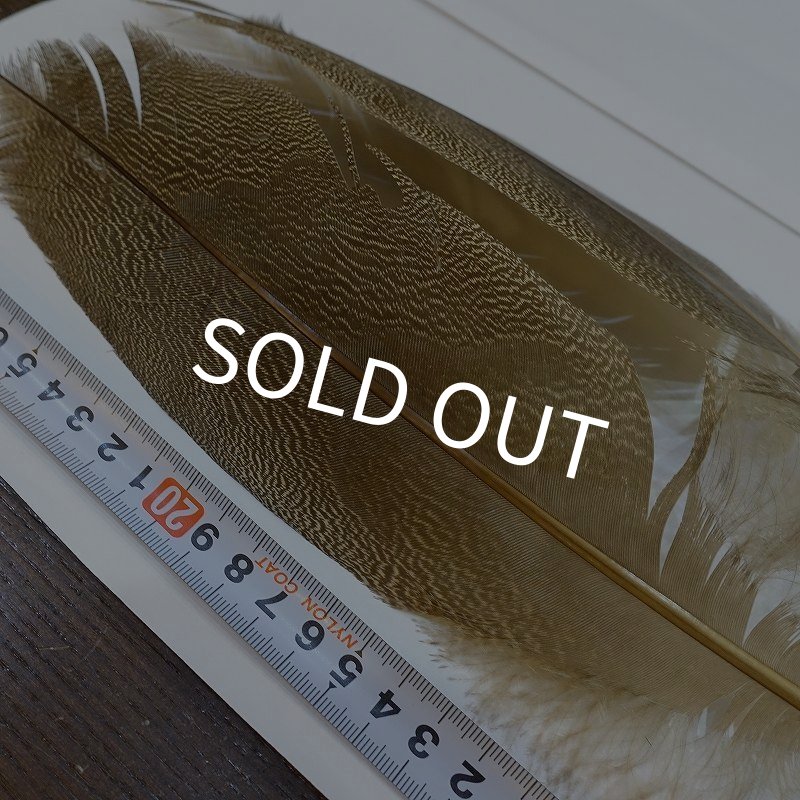 画像2: 【CANAL】Kori Bustard Sサイズ(スペックルドバスタード) No.3 (2)