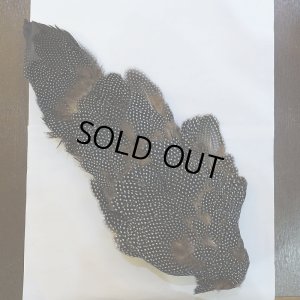 画像2: 【CANAL】Crested GUIDEA ボディ No.2