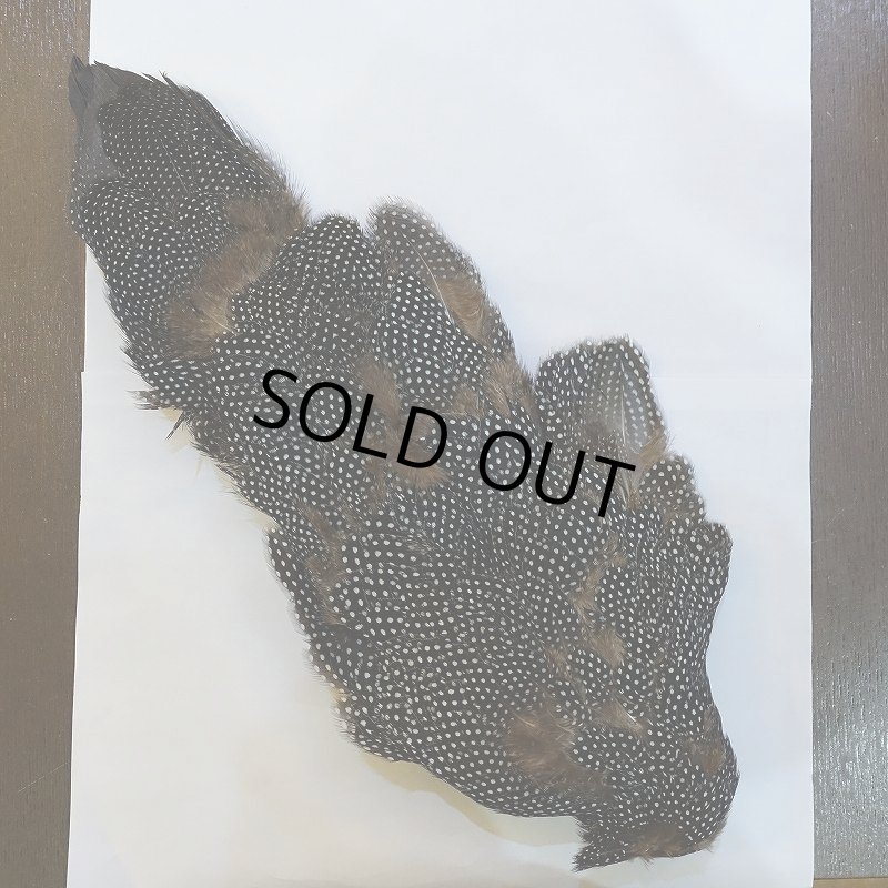 画像2: 【CANAL】Crested GUIDEA ボディ No.2 (2)