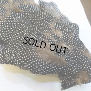 画像3: 【CANAL】Crested GUIDEA ボディ No.2