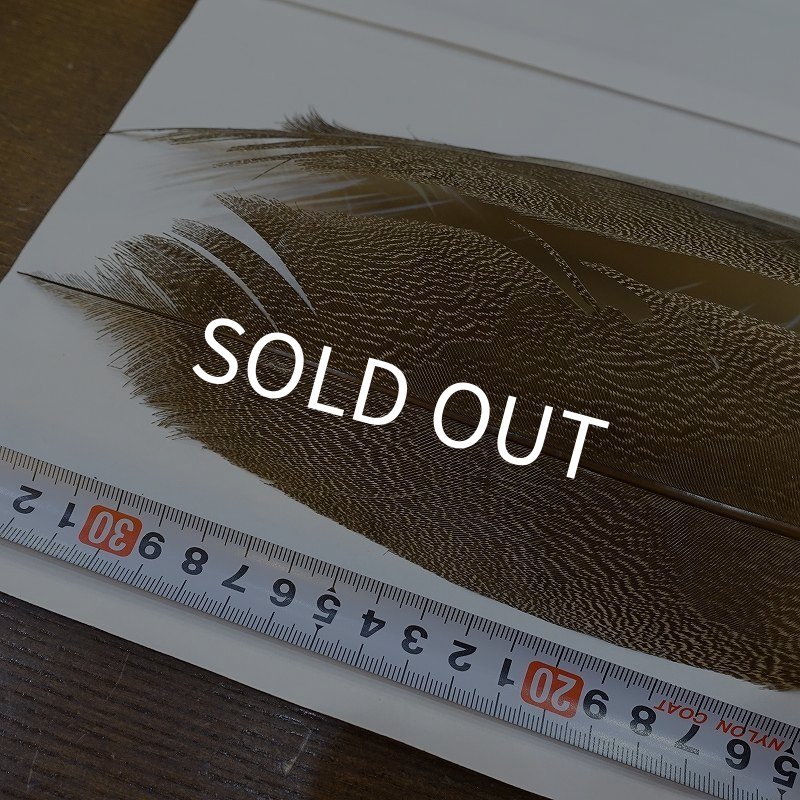 画像3: 【CANAL】Kori Bustard Sサイズ(スペックルドバスタード) No.3 (3)