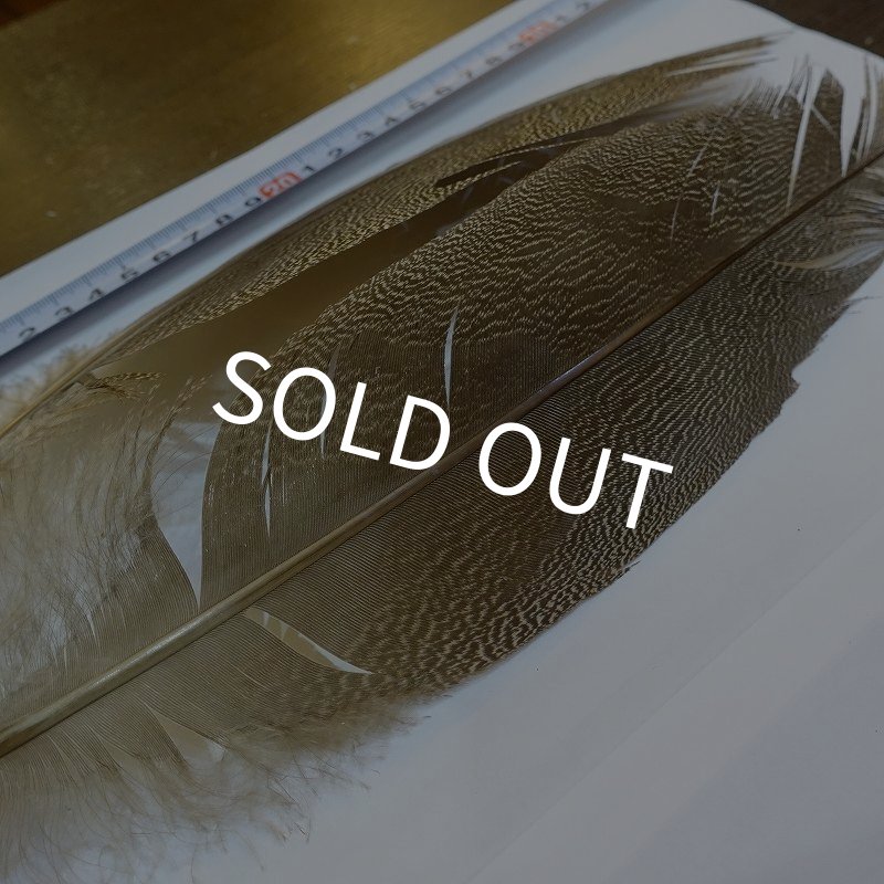 画像4: 【CANAL】Kori Bustard Sサイズ(スペックルドバスタード) No.3 (4)