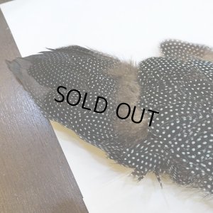 画像6: 【CANAL】Crested GUIDEA ボディ No.2