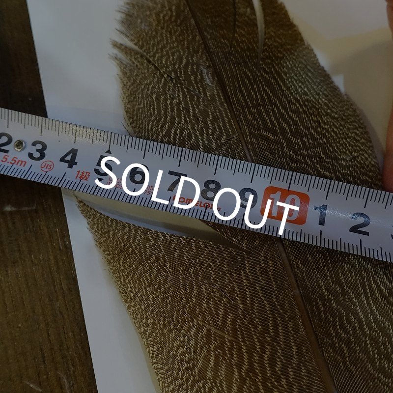 画像6: 【CANAL】Kori Bustard Sサイズ(スペックルドバスタード) No.3 (6)