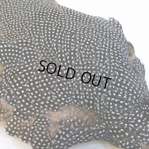 画像4: 【CANAL】Crested GUIDEA ボディ No.2