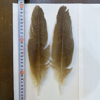 CANAL】Kori Bustard Lサイズ(スペックルドバスタード) No.1