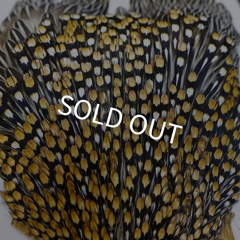 画像3: ジャングルコック AAA-1 (3)