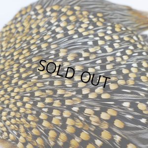 画像5: ジャングルコック AAA-2