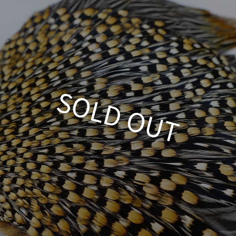 画像5: ジャングルコック AAA-2 (5)